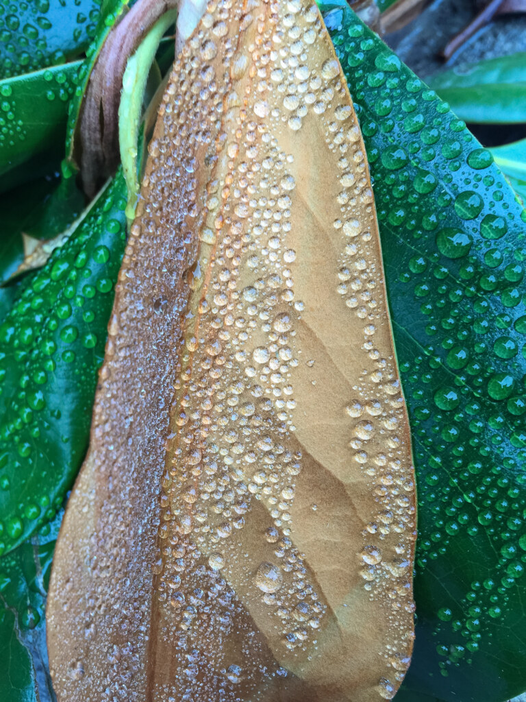A photograph by Ken Lee made with a phone camera