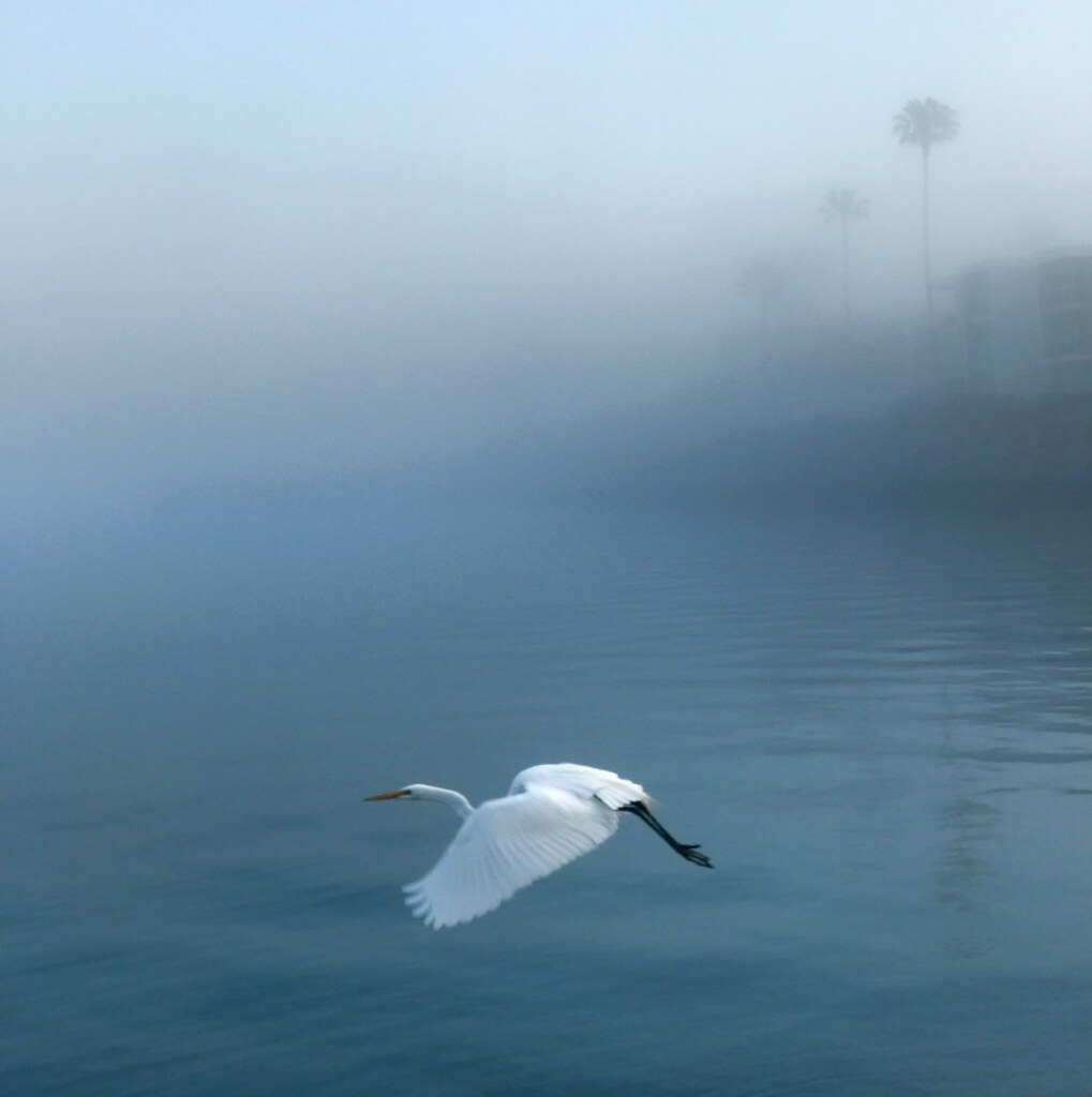 A photograph by Ken Lee made with a phone camera