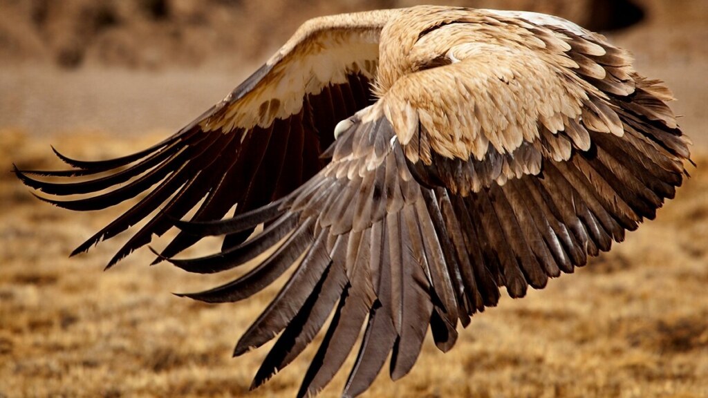 A vulture in flight, wings spread wide, low over dry golden grassland