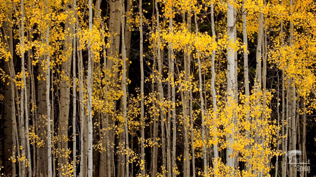 A stand of aspens in full yellow autumn colour, trunks white against the leaves
