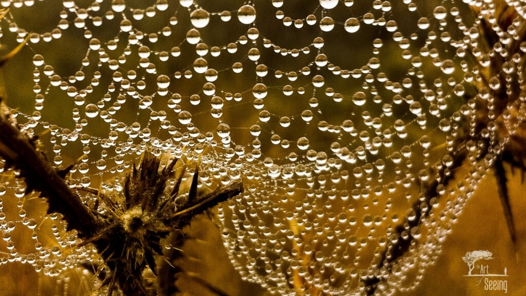 A spider web strung with dew drops, backlit gold at sunrise