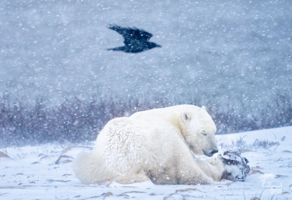 A wildlife photograph by Ken Lee