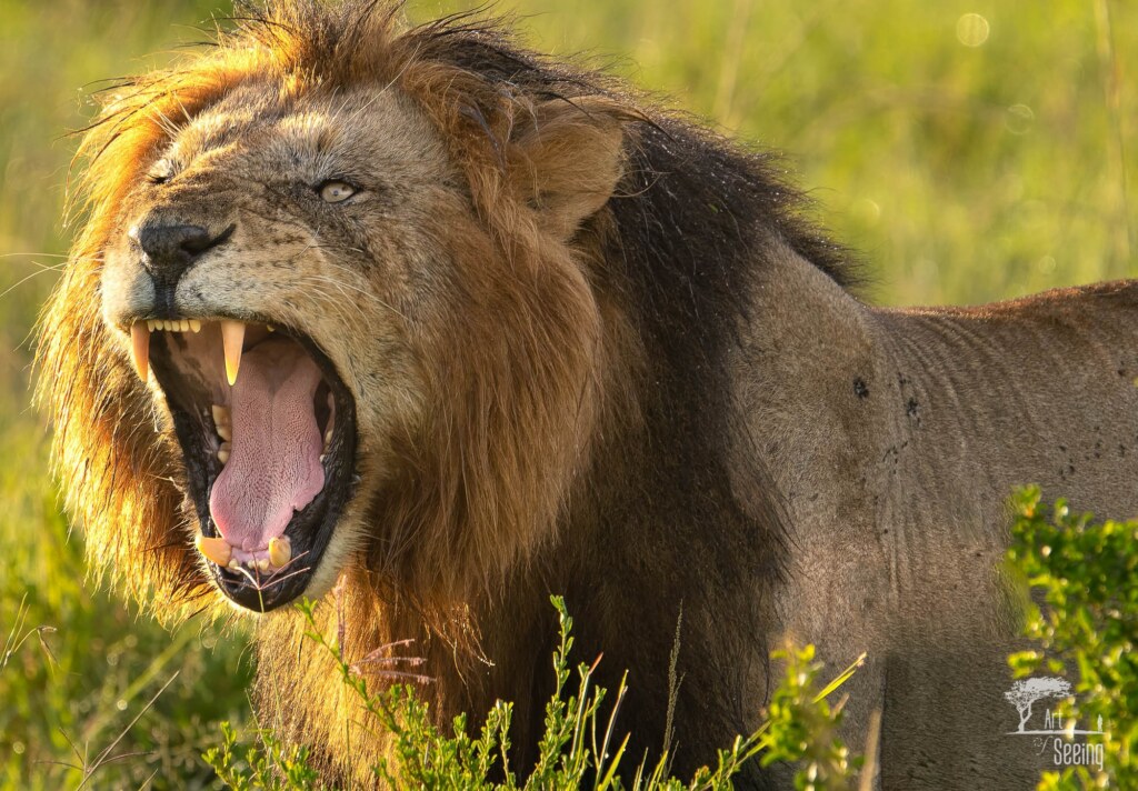 A wildlife photograph by Ken Lee