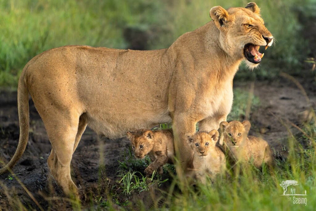 A wildlife photograph by Ken Lee