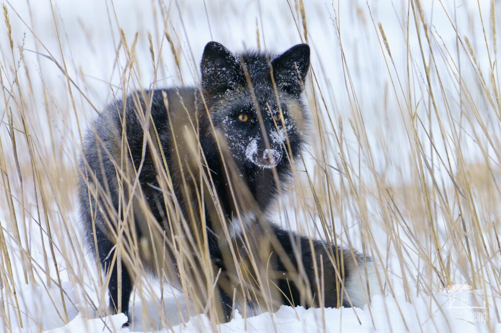 A wildlife photograph by Ken Lee