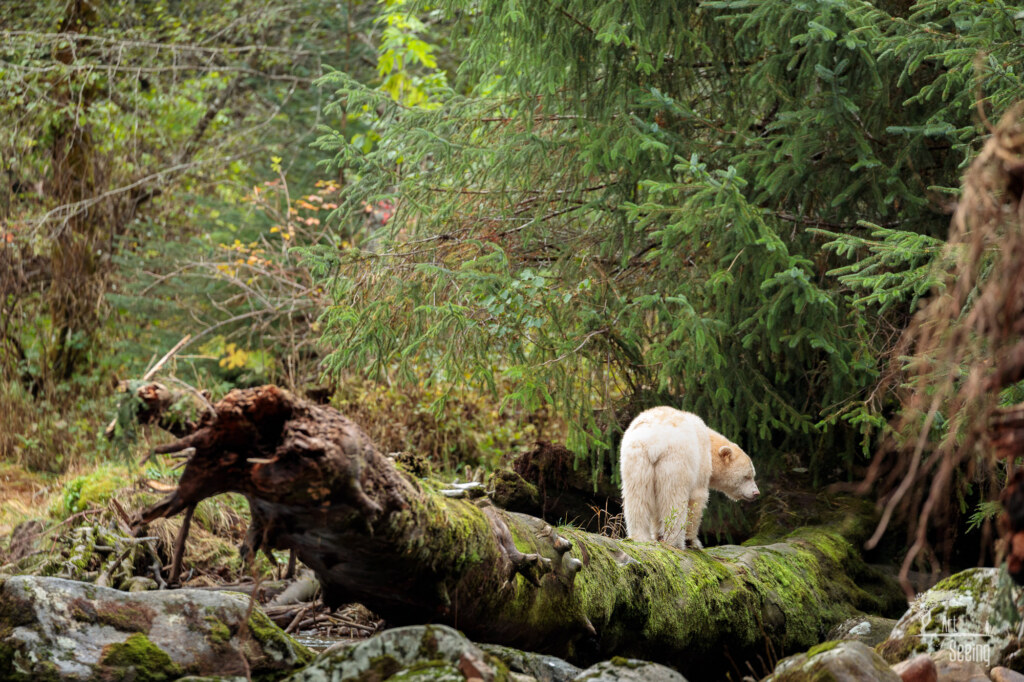 A wildlife photograph by Ken Lee
