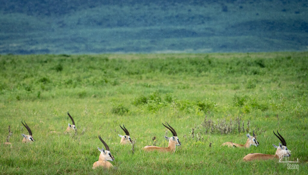 A wildlife photograph by Ken Lee