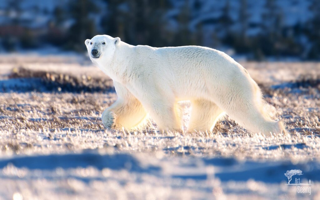 A wildlife photograph by Ken Lee