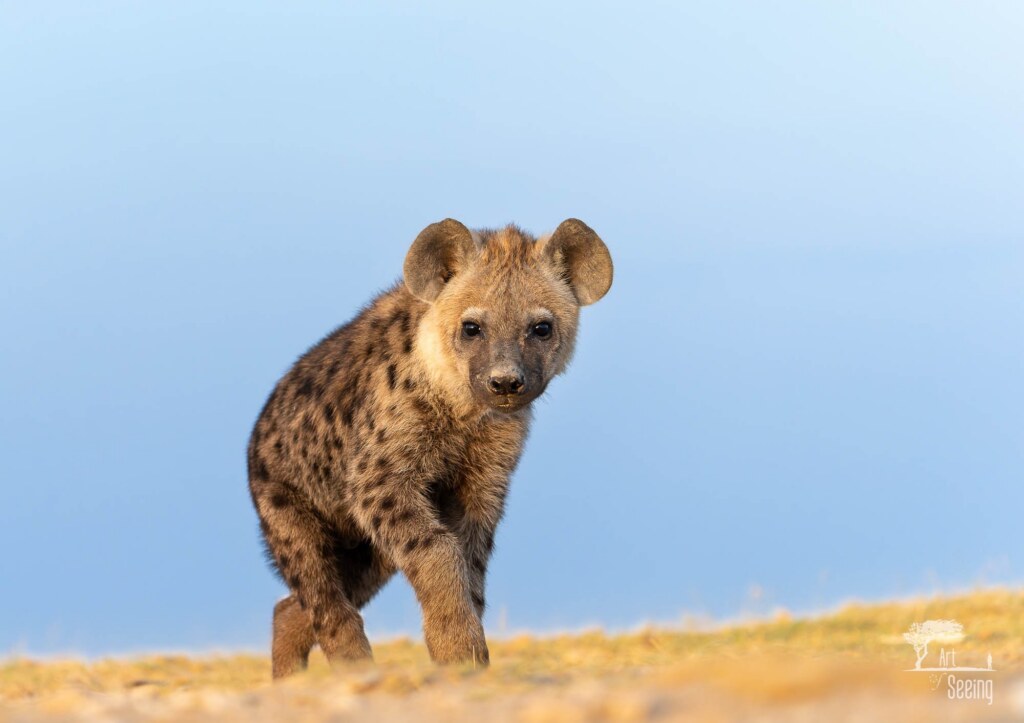 A wildlife photograph by Ken Lee