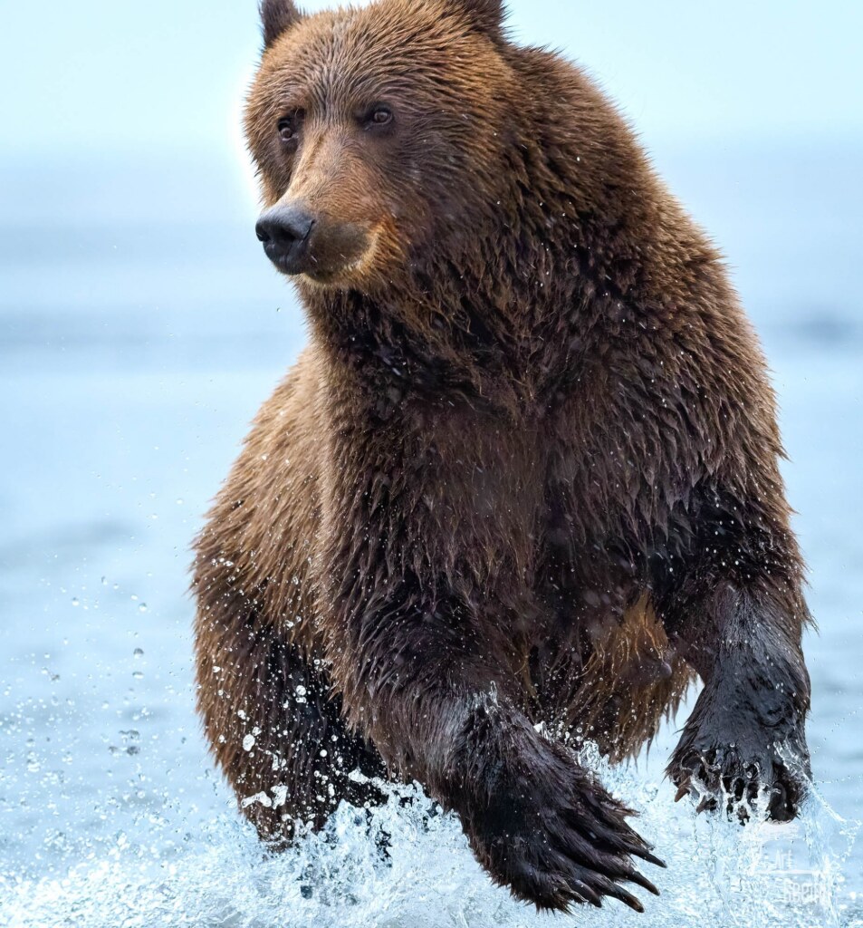 A wildlife photograph by Ken Lee
