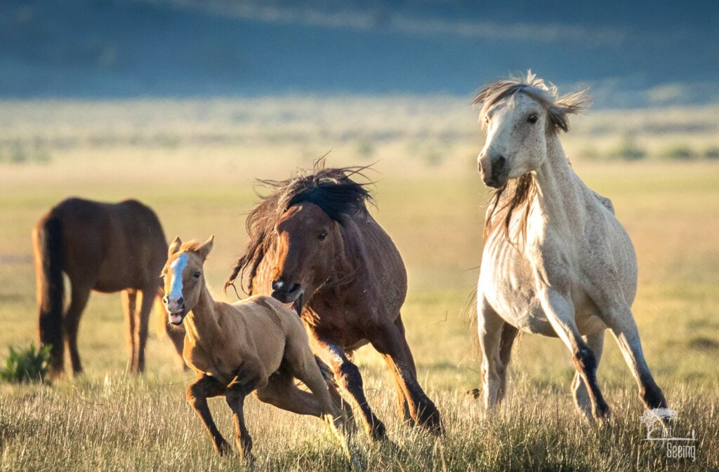 A wildlife photograph by Ken Lee