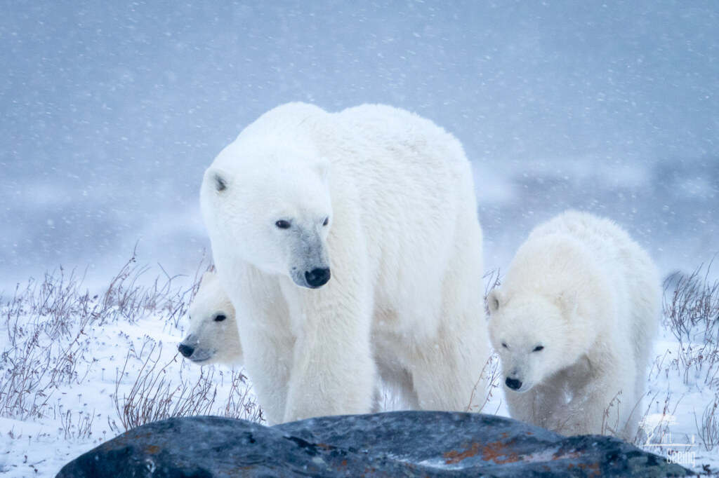 A wildlife photograph by Ken Lee