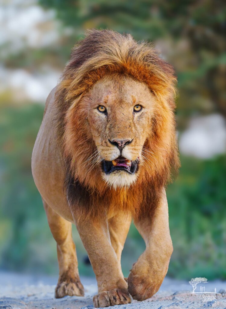 A wildlife photograph by Ken Lee