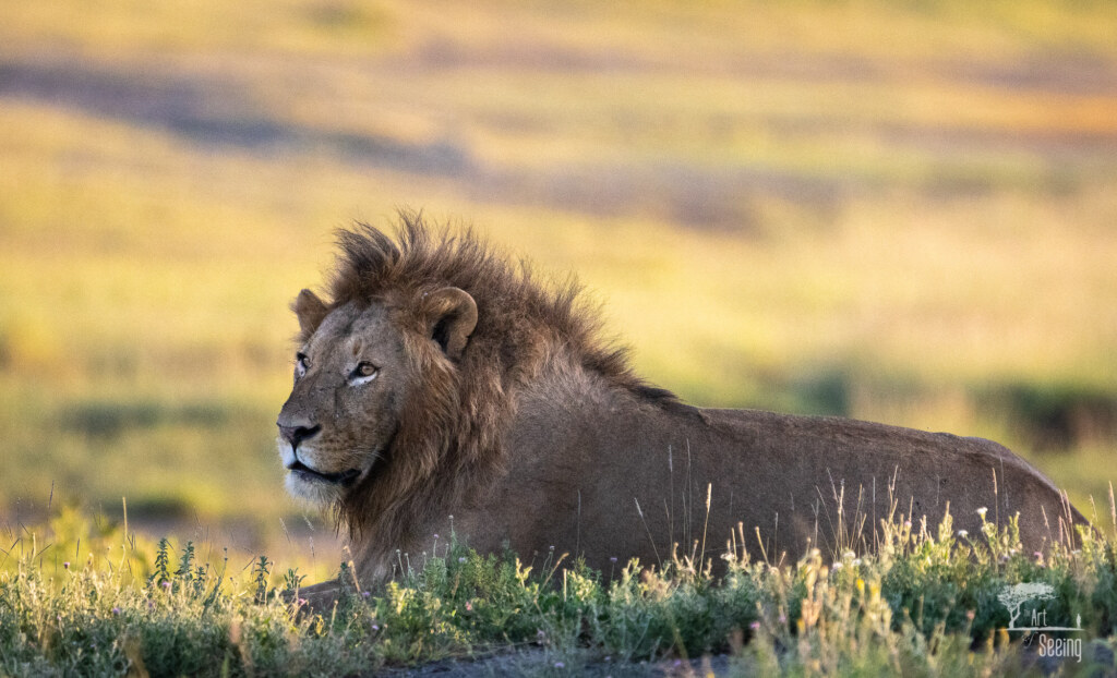 A wildlife photograph by Ken Lee