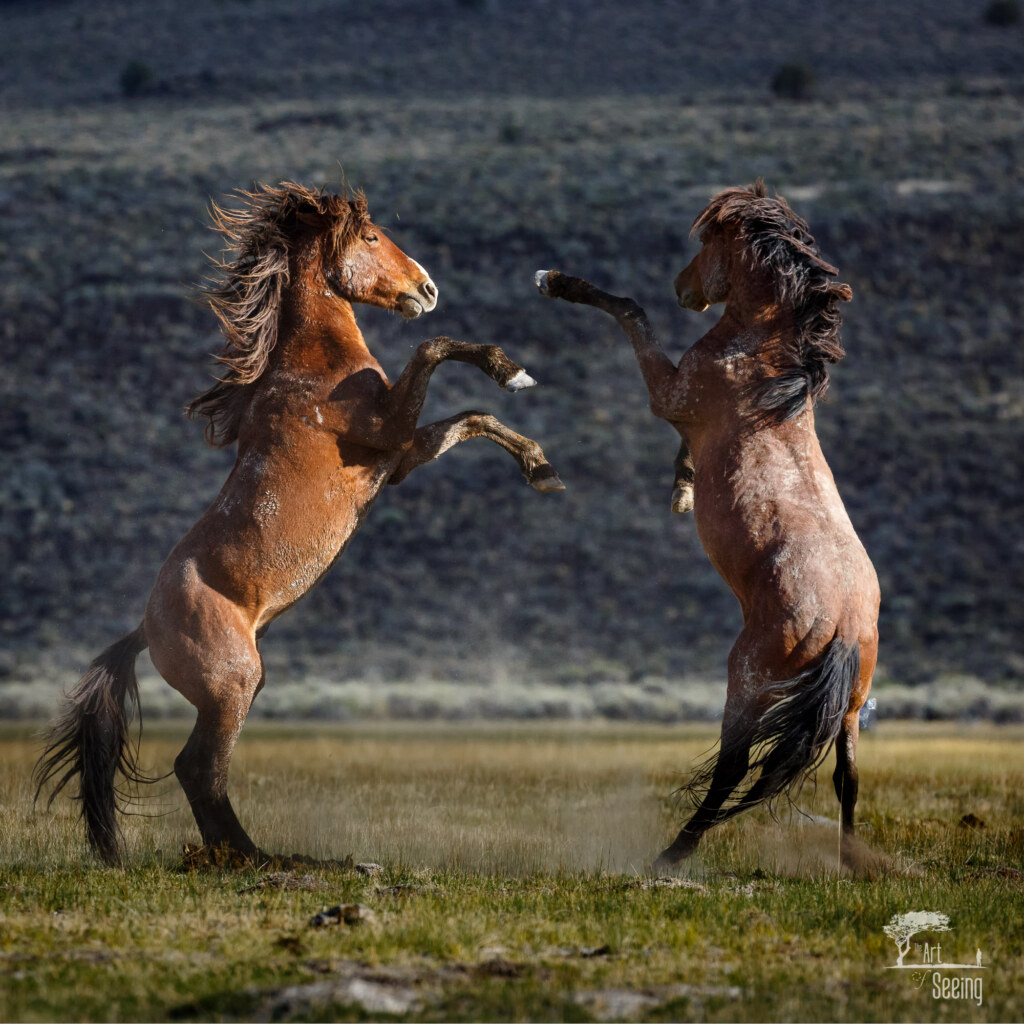 A wildlife photograph by Ken Lee