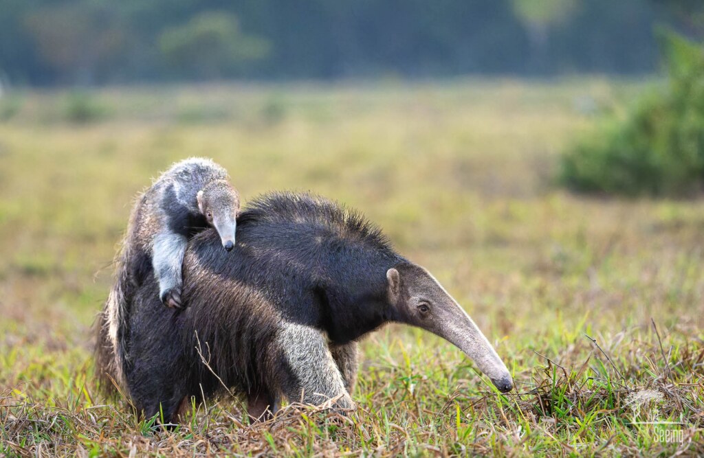 A wildlife photograph by Ken Lee