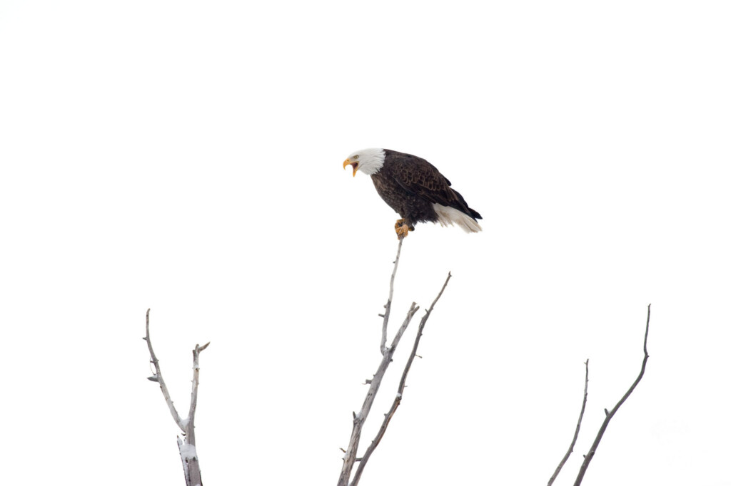 Freedom Cry, a wildlife photograph by Ken Lee