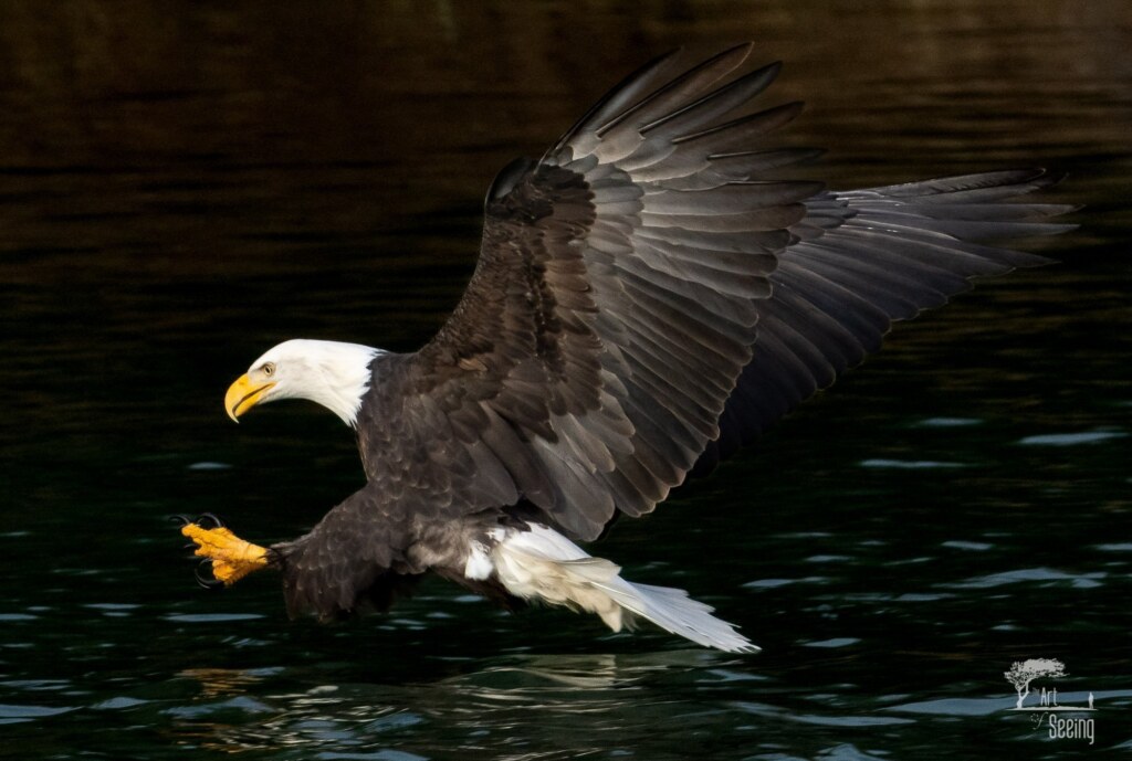 A wildlife photograph by Ken Lee