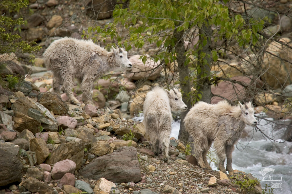 Band of Brothers, a wildlife photograph by Ken Lee