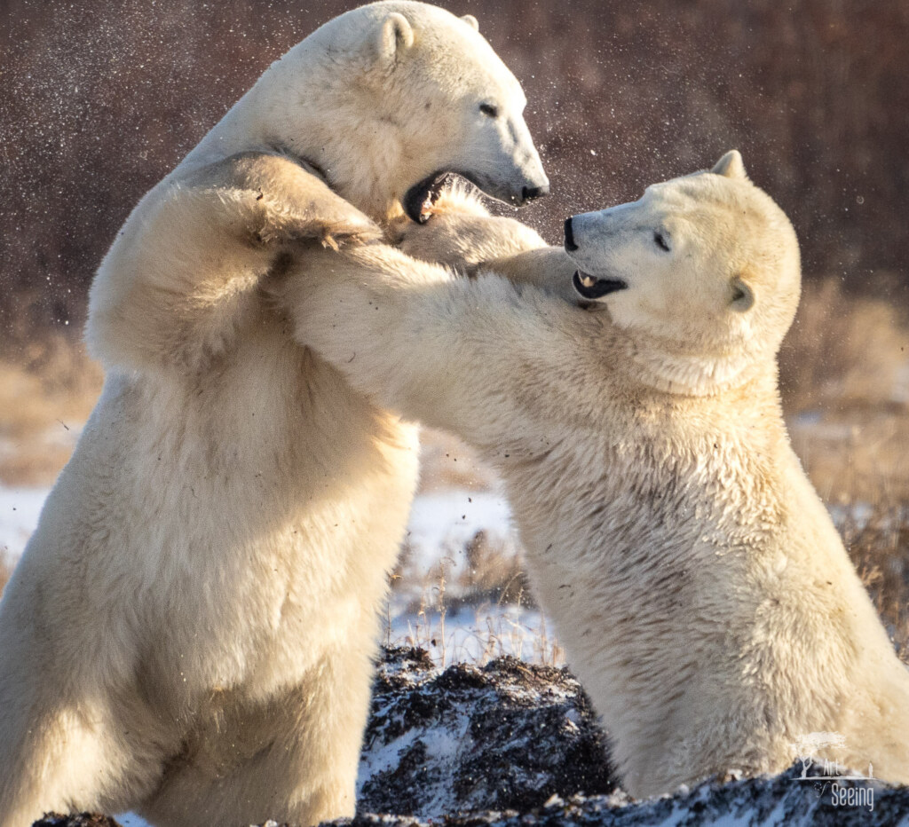 A wildlife photograph by Ken Lee