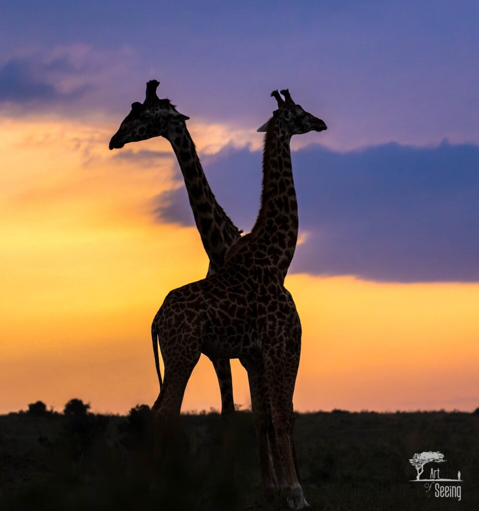 A wildlife photograph by Ken Lee