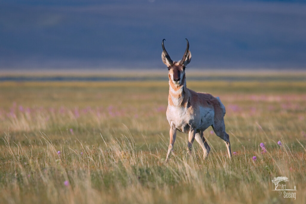 Pronghorn Buck, a wildlife photograph by Ken Lee