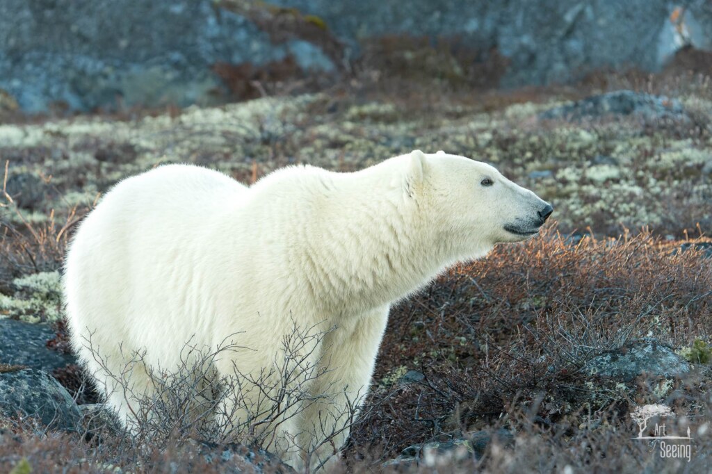 A wildlife photograph by Ken Lee