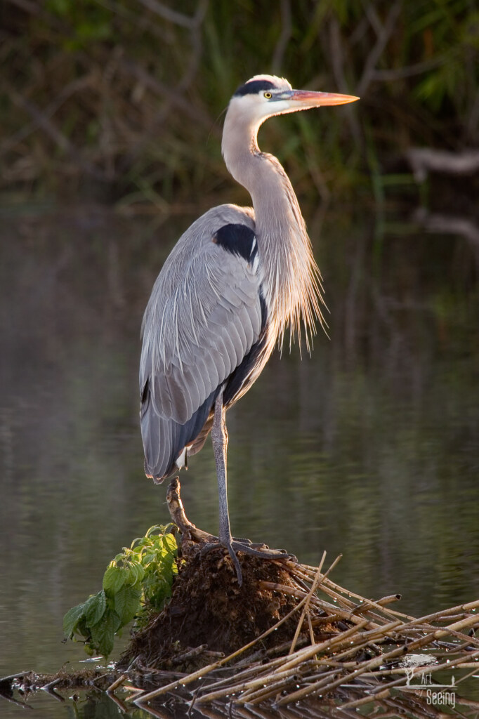 Sunrise Sentinel, a wildlife photograph by Ken Lee