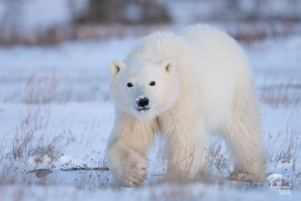A wildlife photograph by Ken Lee