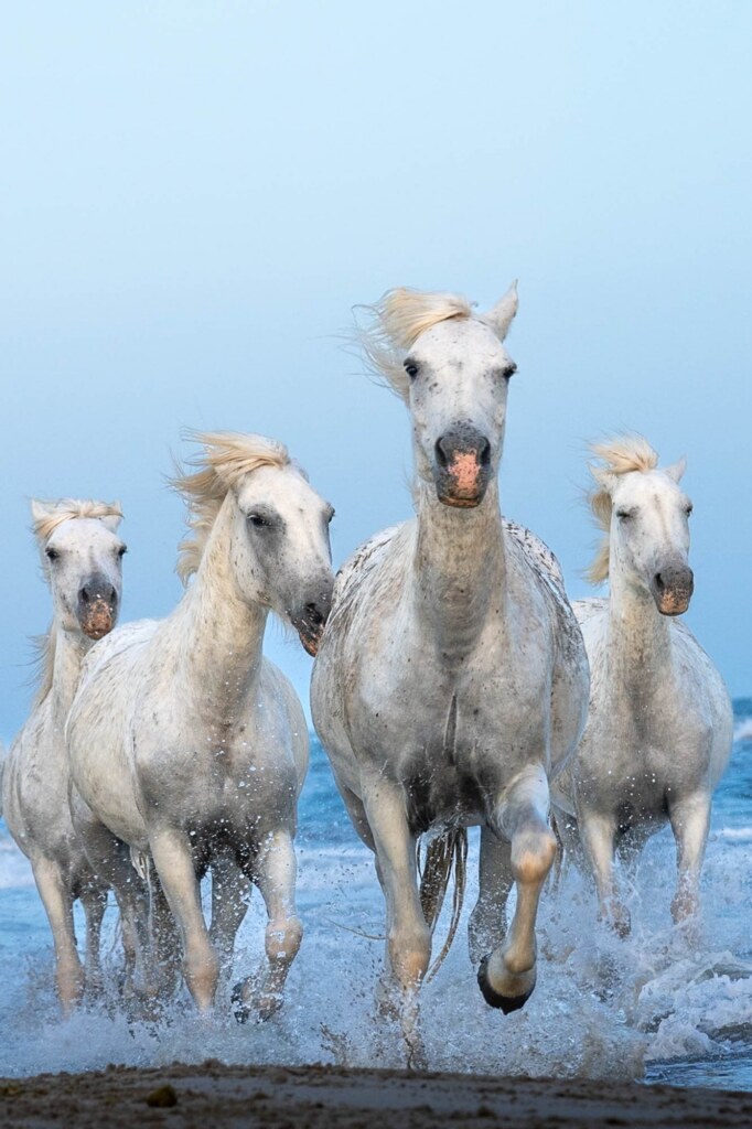 A wildlife photograph by Ken Lee
