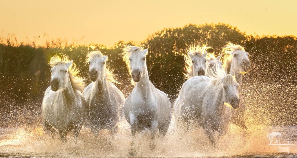 A wildlife photograph by Ken Lee