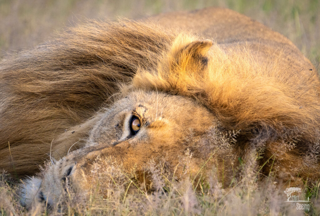 A wildlife photograph by Ken Lee
