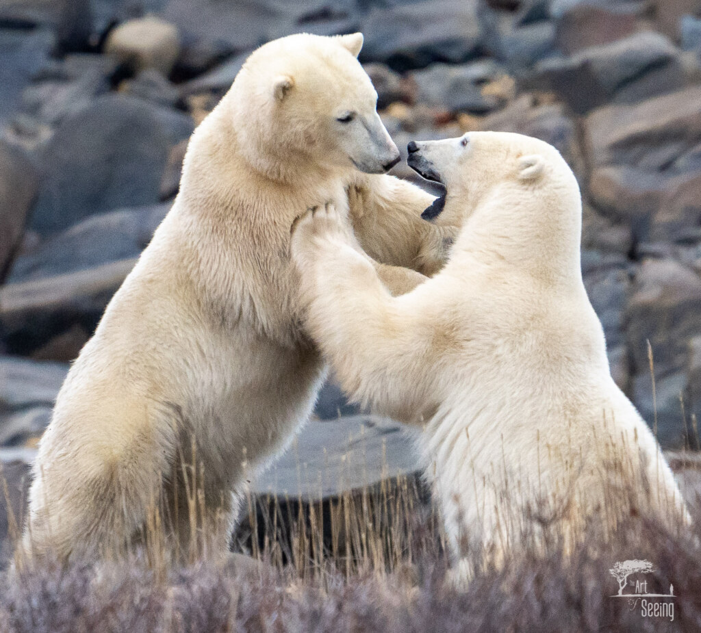 A wildlife photograph by Ken Lee