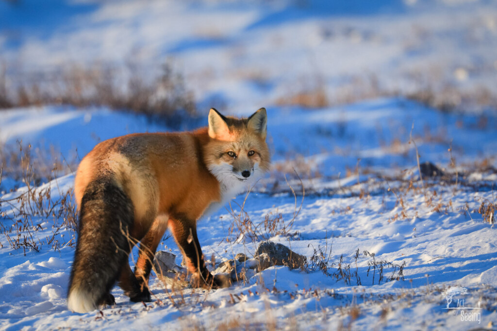 A wildlife photograph by Ken Lee