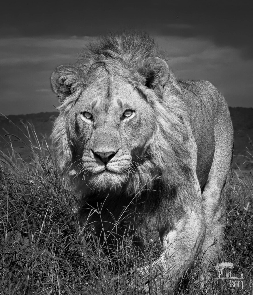 A wildlife photograph by Ken Lee
