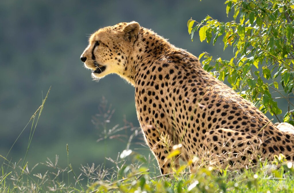 A wildlife photograph by Ken Lee
