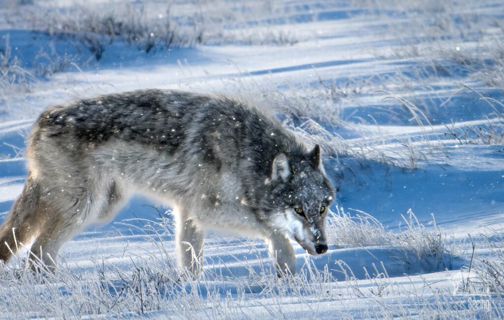 A wildlife photograph by Ken Lee