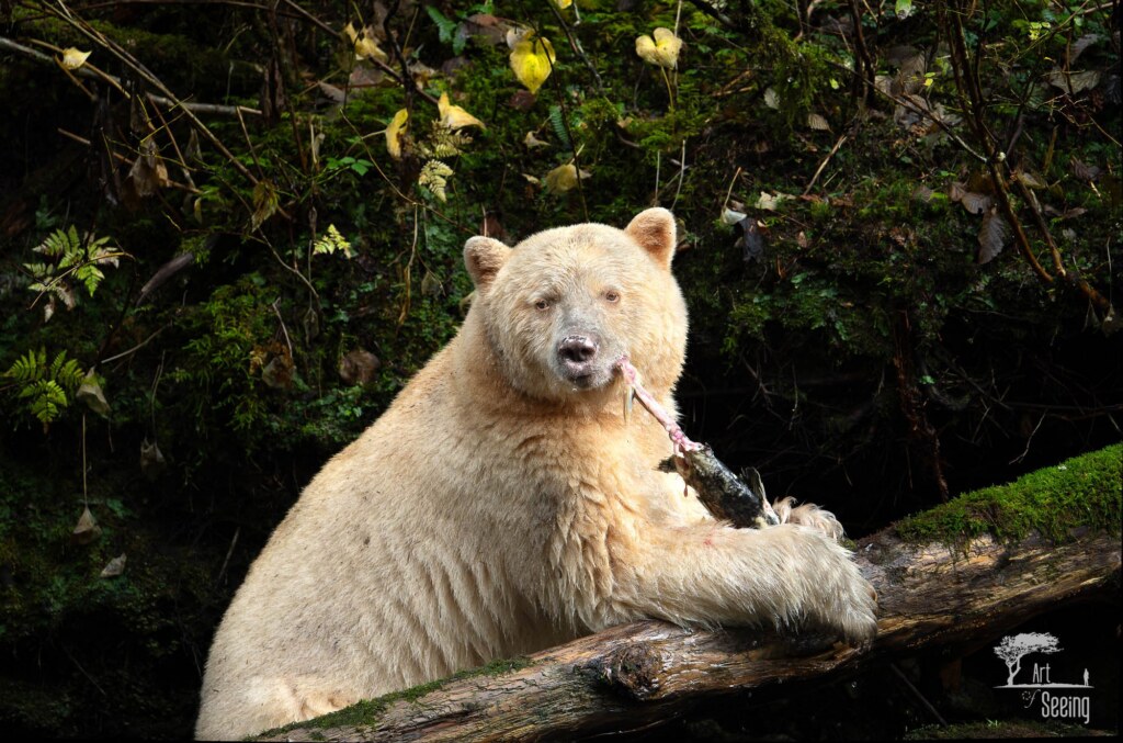 A wildlife photograph by Ken Lee
