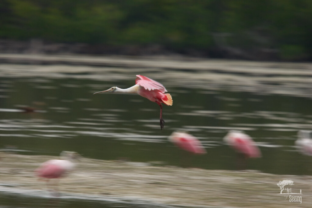 Roseate Spoonbill, a wildlife photograph by Ken Lee