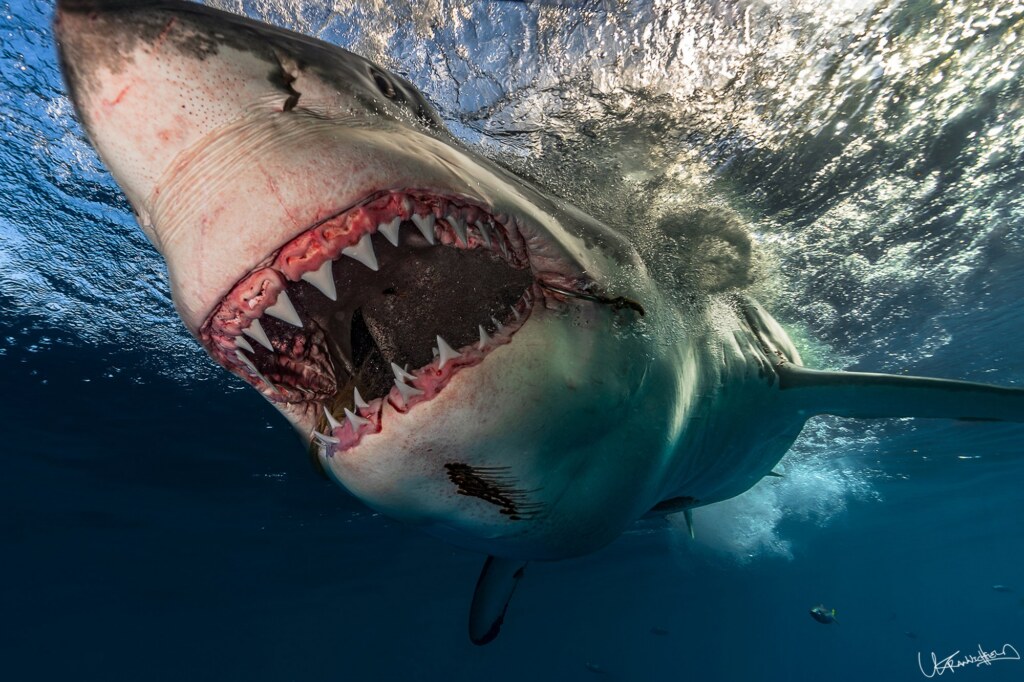 A photograph by Lyle Krannichfeld