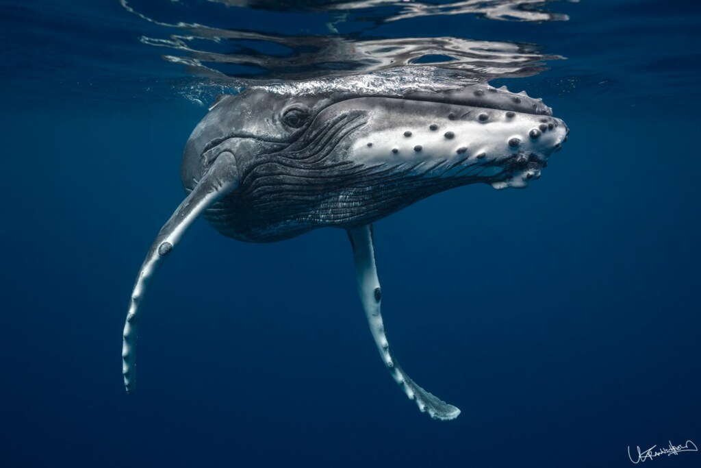 A photograph by Lyle Krannichfeld
