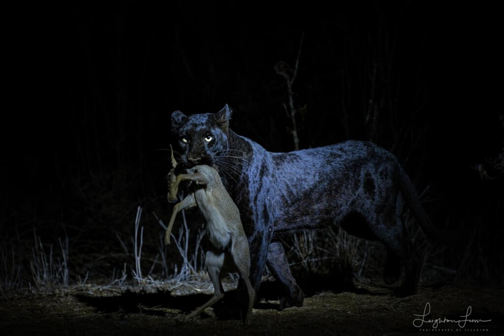 A photograph by Leighton Lum