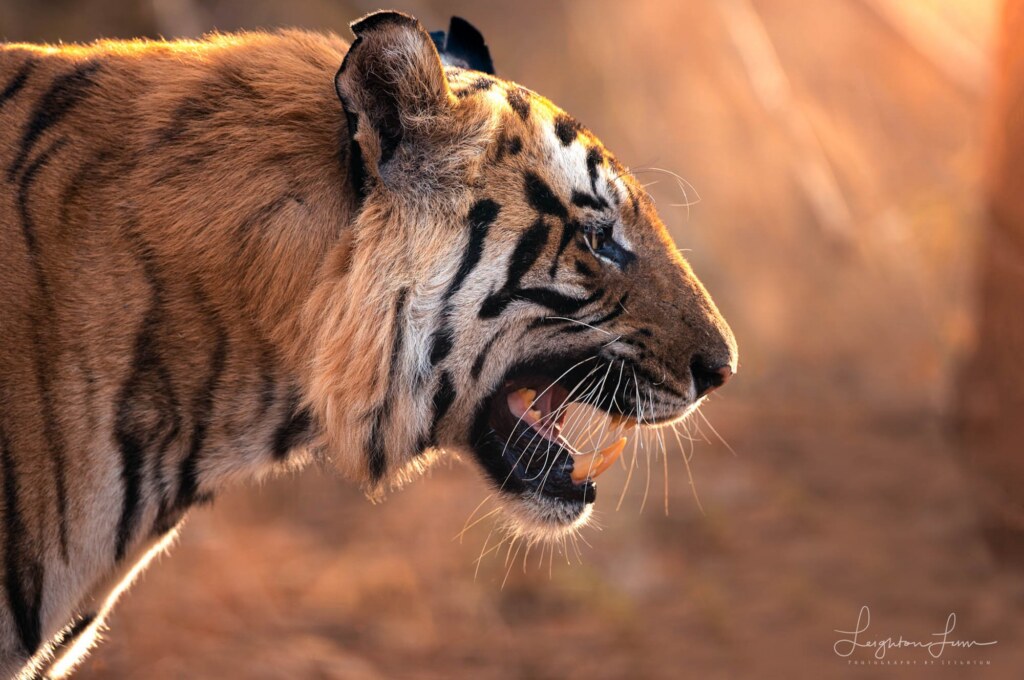 A photograph by Leighton Lum