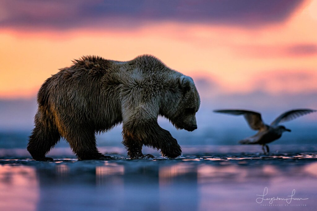 A photograph by Leighton Lum