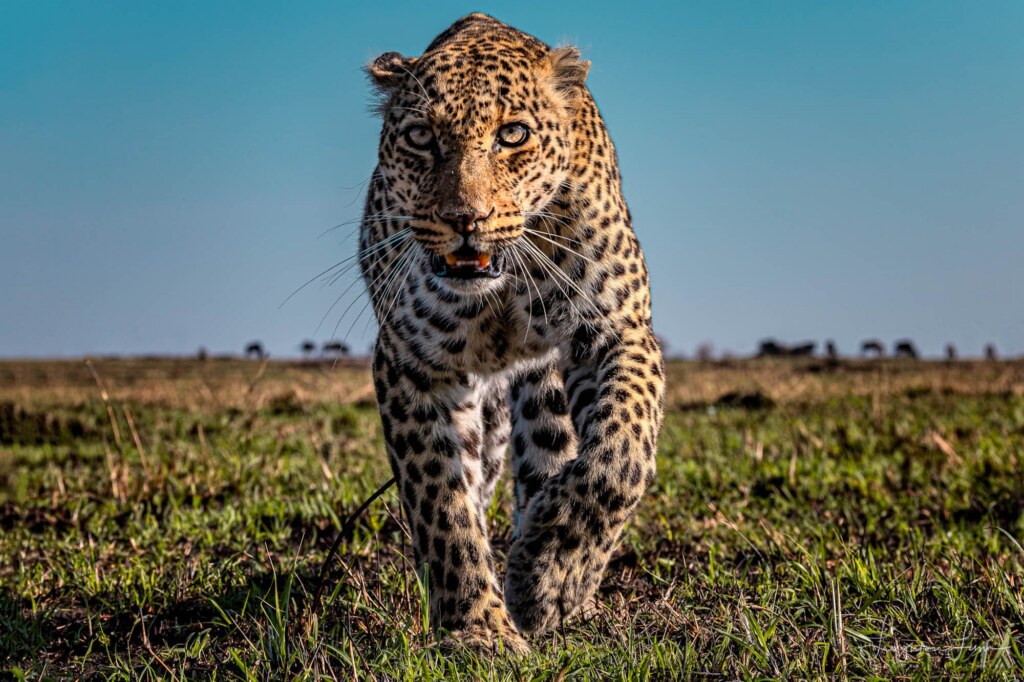 A photograph by Leighton Lum