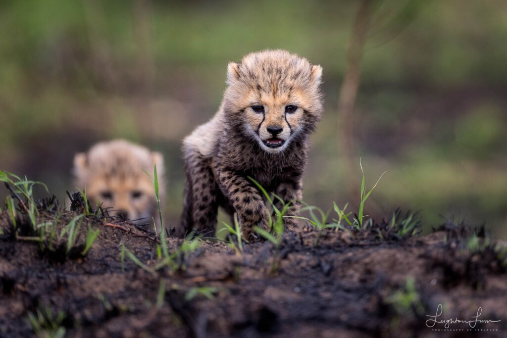 A photograph by Leighton Lum