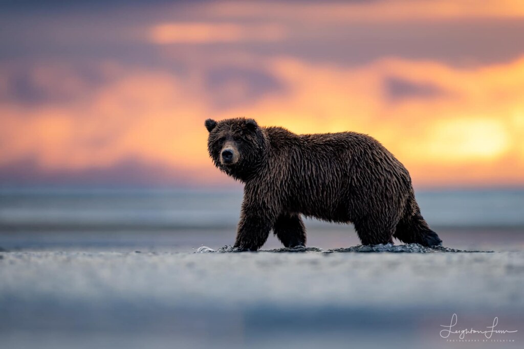 A photograph by Leighton Lum