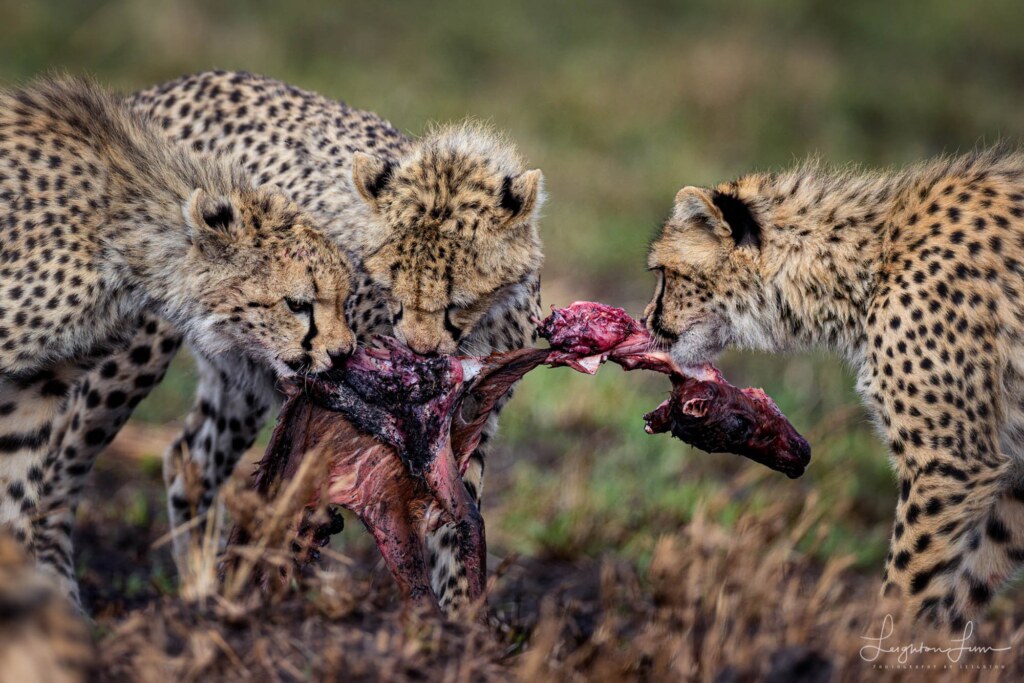 A photograph by Leighton Lum