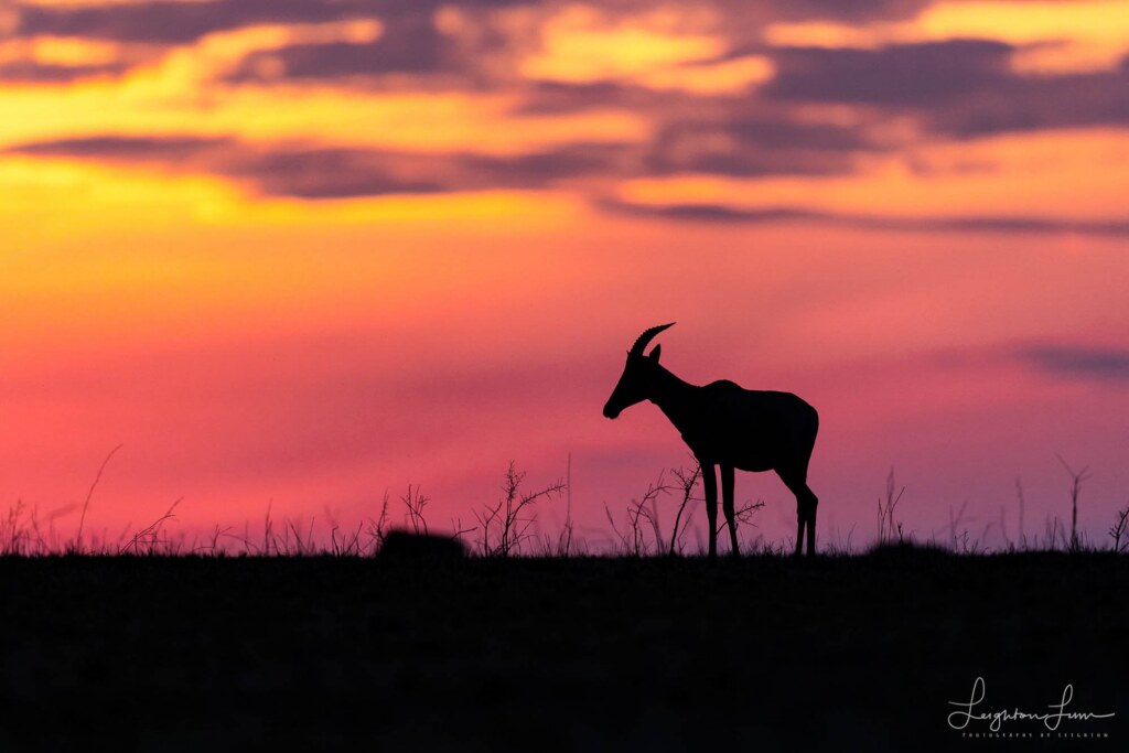 A photograph by Leighton Lum