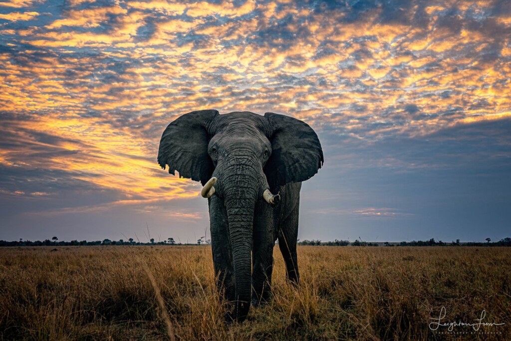 A photograph by Leighton Lum